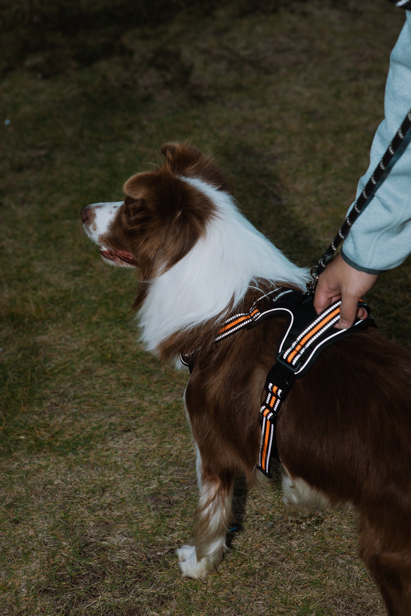 CANINRUN catalogue product image 04