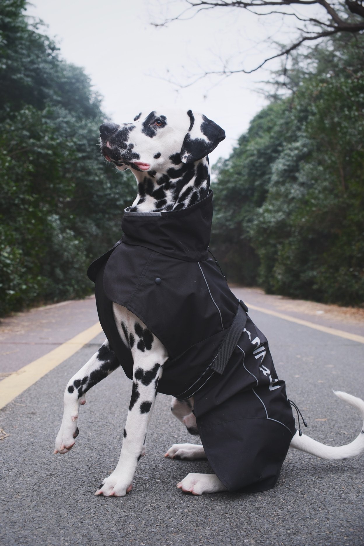 CANINRUN catalogue product image 02